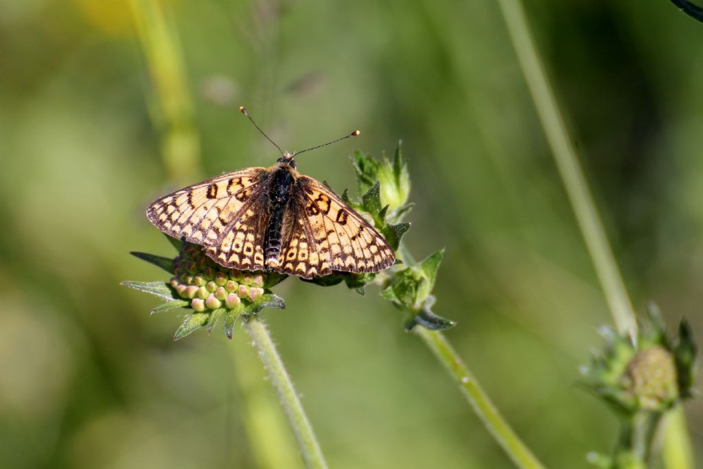 Melitaea phoebe? No, M. cinxia